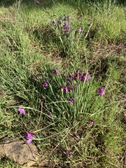 Olsynium douglasii douglasii