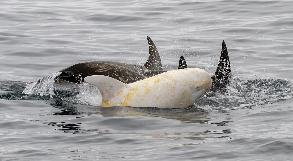 Photo of Risso's Dolphin (Grampus griseus)