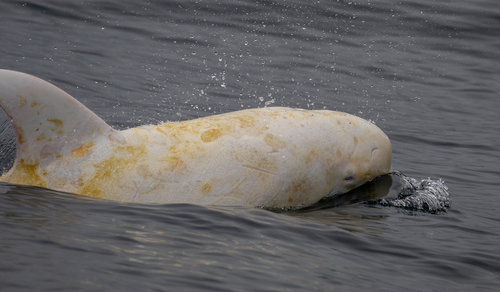Photo of Risso's Dolphin (Grampus griseus)