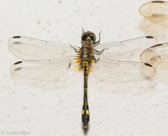 Micrathyria catenata