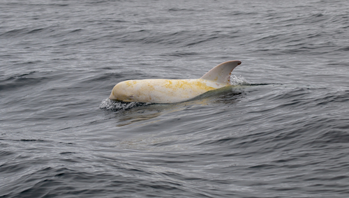 Photo of Risso's Dolphin (Grampus griseus)
