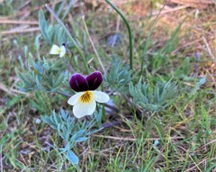 Viola hallii