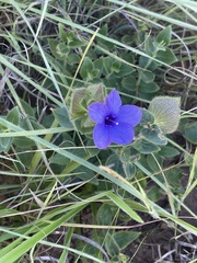 Barleria ovata
