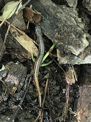 Eurycea chamberlaini