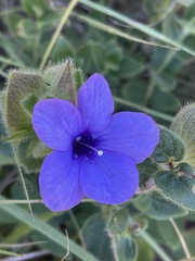 Barleria ovata