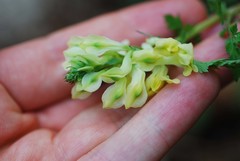 Corydalis speciosa