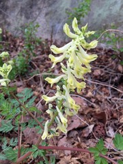 Corydalis speciosa