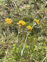 Helichrysum thapsus