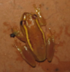Hyperolius argus