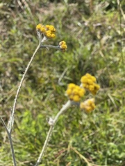 Helichrysum thapsus