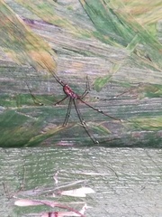 Holocnemus pluchei