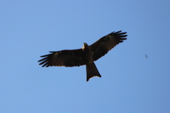 Milvus migrans govinda