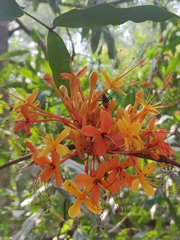 Magnoliopsida