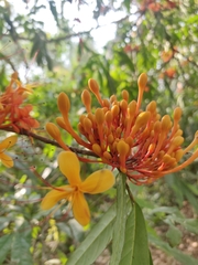 Magnoliopsida