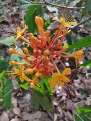 Magnoliopsida