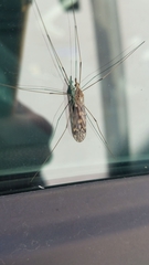 Tipula rufina