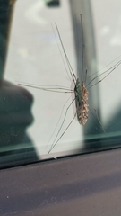Tipula rufina