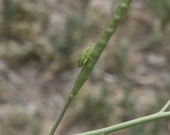 Closterotomus