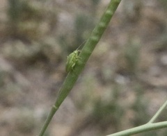 Closterotomus