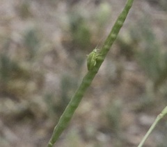 Closterotomus