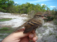 Cnemotriccus fuscatus