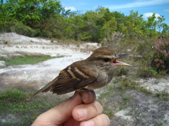 Cnemotriccus fuscatus