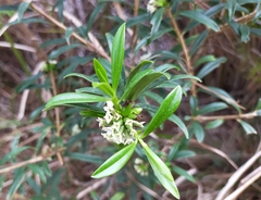 Daphne arisanensis