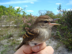 Cnemotriccus fuscatus