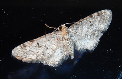 Eupithecia tripunctaria
