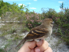 Cnemotriccus fuscatus