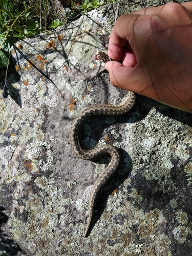 Photo of a Lotiev's Viper (Vipera lotievi)