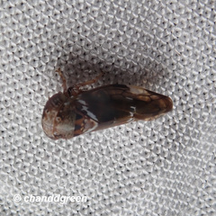 Idioscopus nitidulus