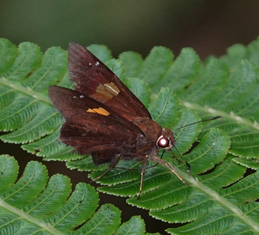 Venada daneva