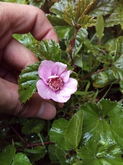 Rubus glabratus