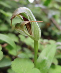 Pterostylis areolata