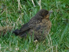 Turdus merula