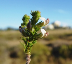 Aspalathus hispida hispida
