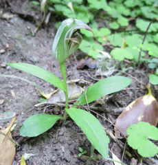 Pterostylis areolata