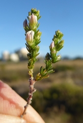 Aspalathus hispida hispida
