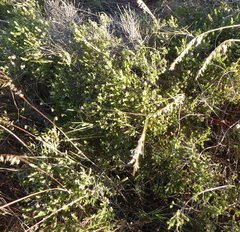 Aspalathus hispida hispida