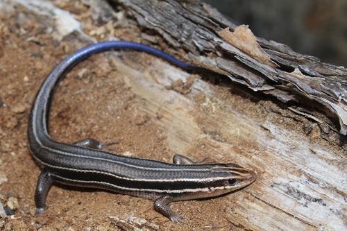 Southeastern Five-lined Skink