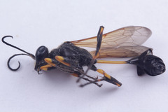 Sceliphron