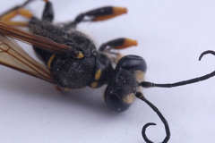 Sceliphron