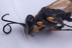 Sceliphron