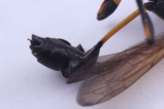 Sceliphron