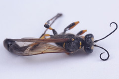 Sceliphron