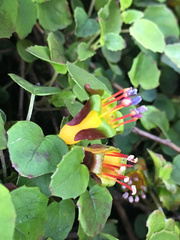 Fuchsia procumbens