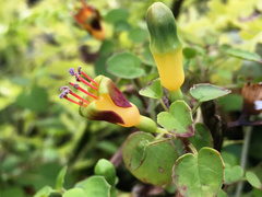 Fuchsia procumbens