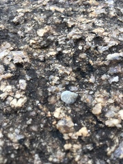 Echinolittorina radiata