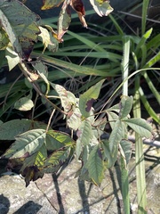 Searsia transvaalensis